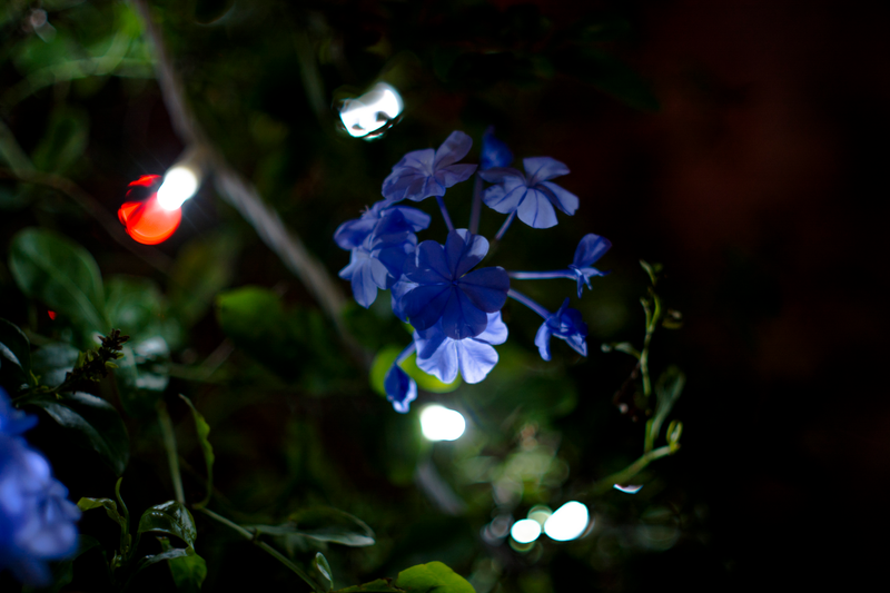 Illustration for article titled Obligatory Christmas Light Post